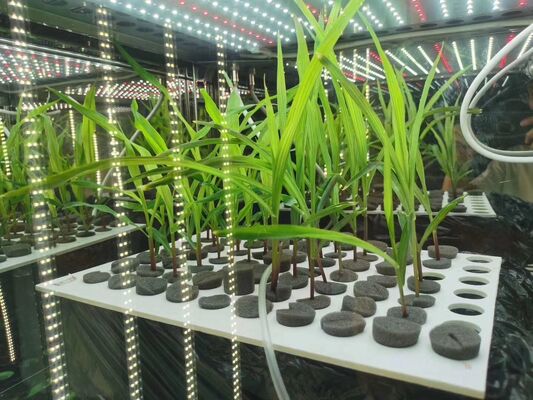 LIYI Harga 2 Sisi 3 Sisi Lingkungan Pengujian Iklim Artifisial Pencahayaan Kamar Inkubator Pertumbuhan Tanaman untuk Dijual