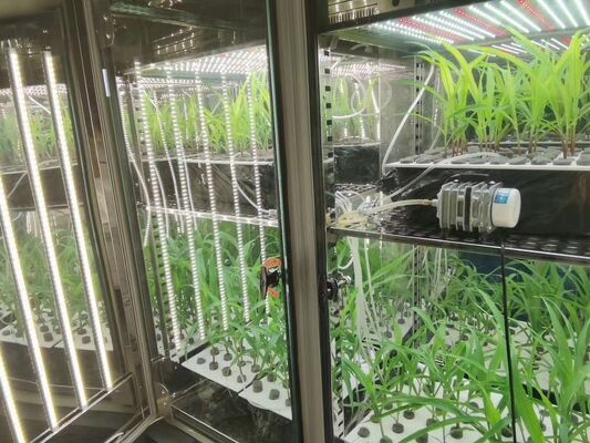 LIYI Harga 2 Sisi 3 Sisi Lingkungan Pengujian Iklim Artifisial Pencahayaan Kamar Inkubator Pertumbuhan Tanaman untuk Dijual